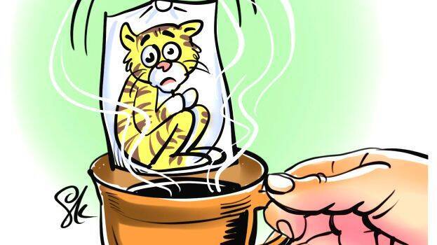 അന്ധവിശ്വാസത്തിന്റെ കെണിയിൽ കടുവകൾ,​കൊന്നും കൊല്ലാതെയും കള്ളക്കടത്ത്