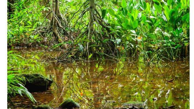 ഒരു രാത്രി കാട്ടിനുള്ളിൽ തങ്ങാം വശ്യസുന്ദരിയായി അരിപ്പ