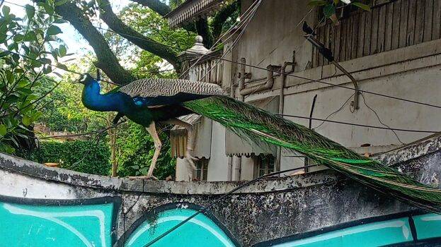 കൗതുകമായി കുരങ്ങനും മയിലും