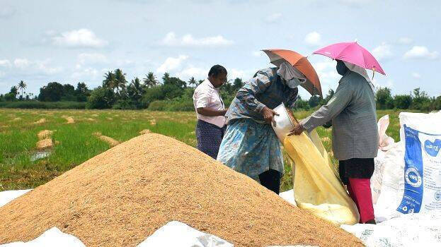 കർഷകർ സമരത്തിന്: നെൽവിലയും സംഭരണ നയവും പ്രഖ്യാപിച്ചില്ല