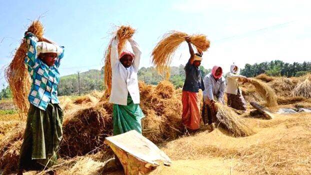 സർക്കാർചർച്ച മുറപോലെ ,​നെല്ല്എടുക്കാൻ ആരുമില്ല,​നഷ്‌ടക്കയത്തിൽ കർഷകർ